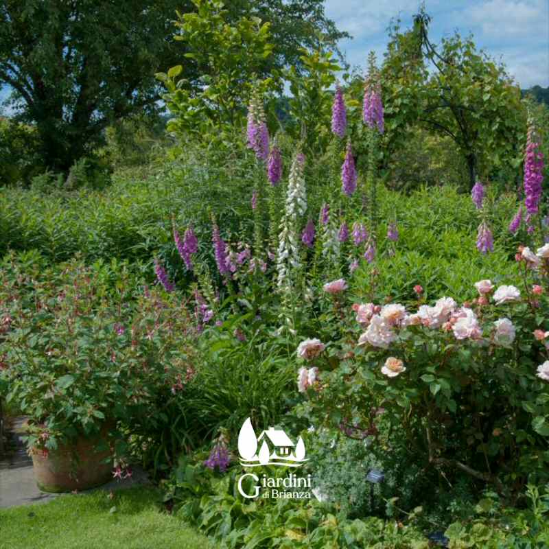 Aiuole e bordure informali per il tuo giardino a Monza