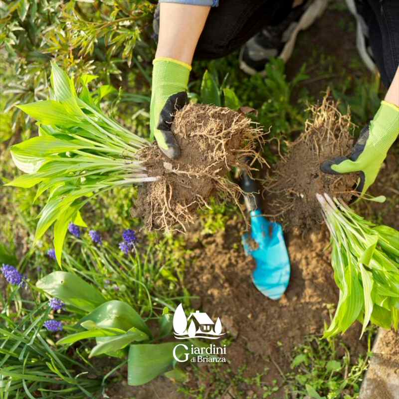 Piani di manutenzione per prati, giardini, parchi e terrazzi a Monza