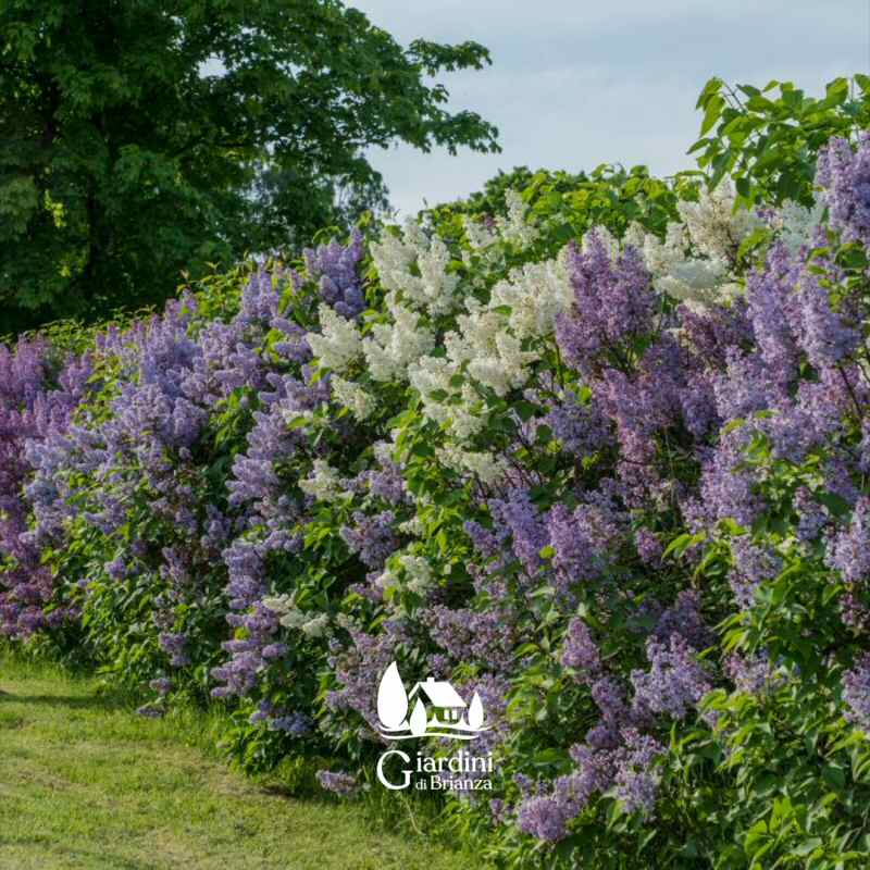 Consulenza gratuita per giardini e lavori di giardinaggio a Monza