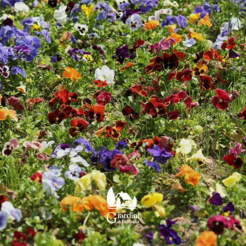 Esecuzione e manutenzione lavori per il tuo giardino a Monza